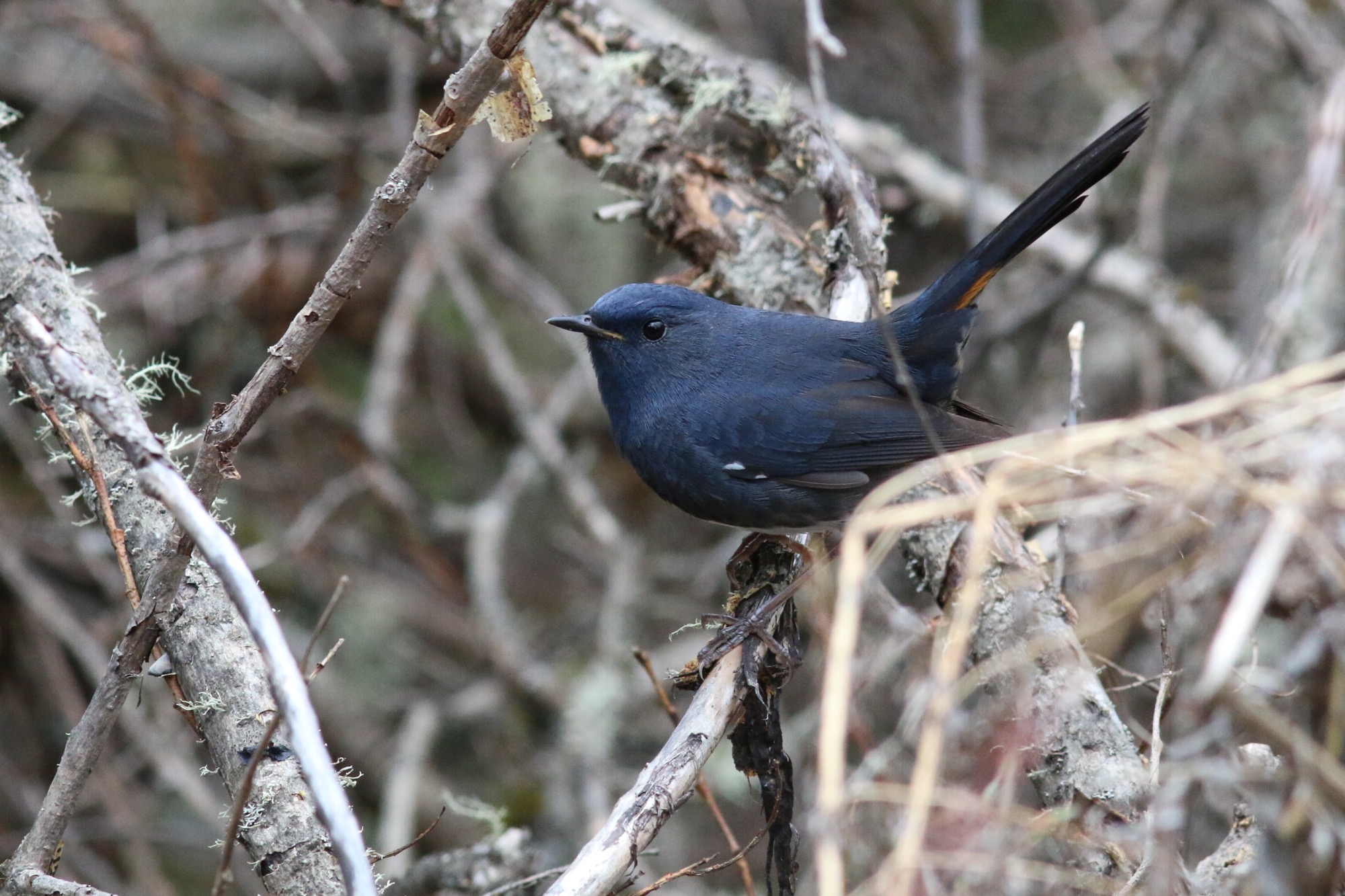 White-bellied Redstart © Summer Wong