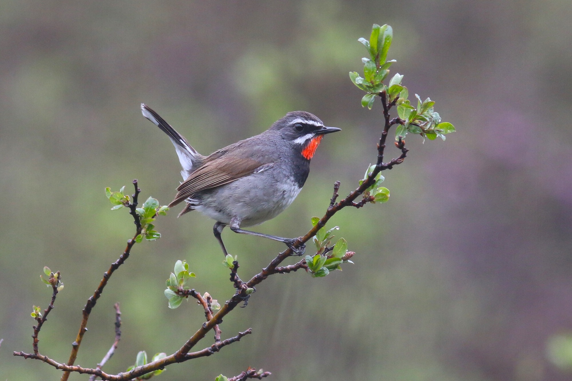 Chinese Rubythroat © Summer Wong