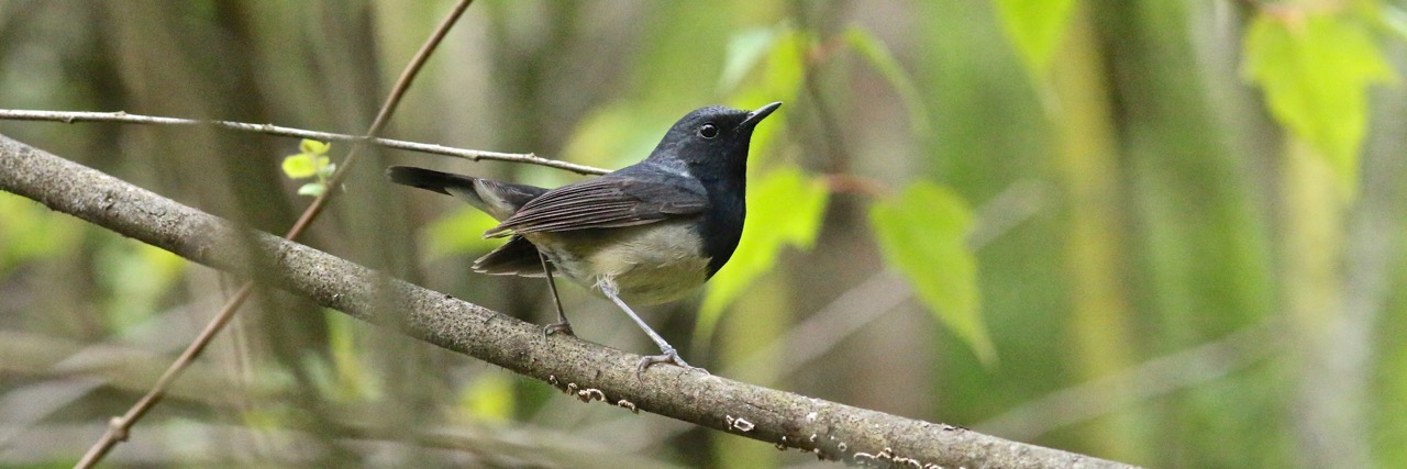 Sichuan bird tour report 8th - 25th May 2015
