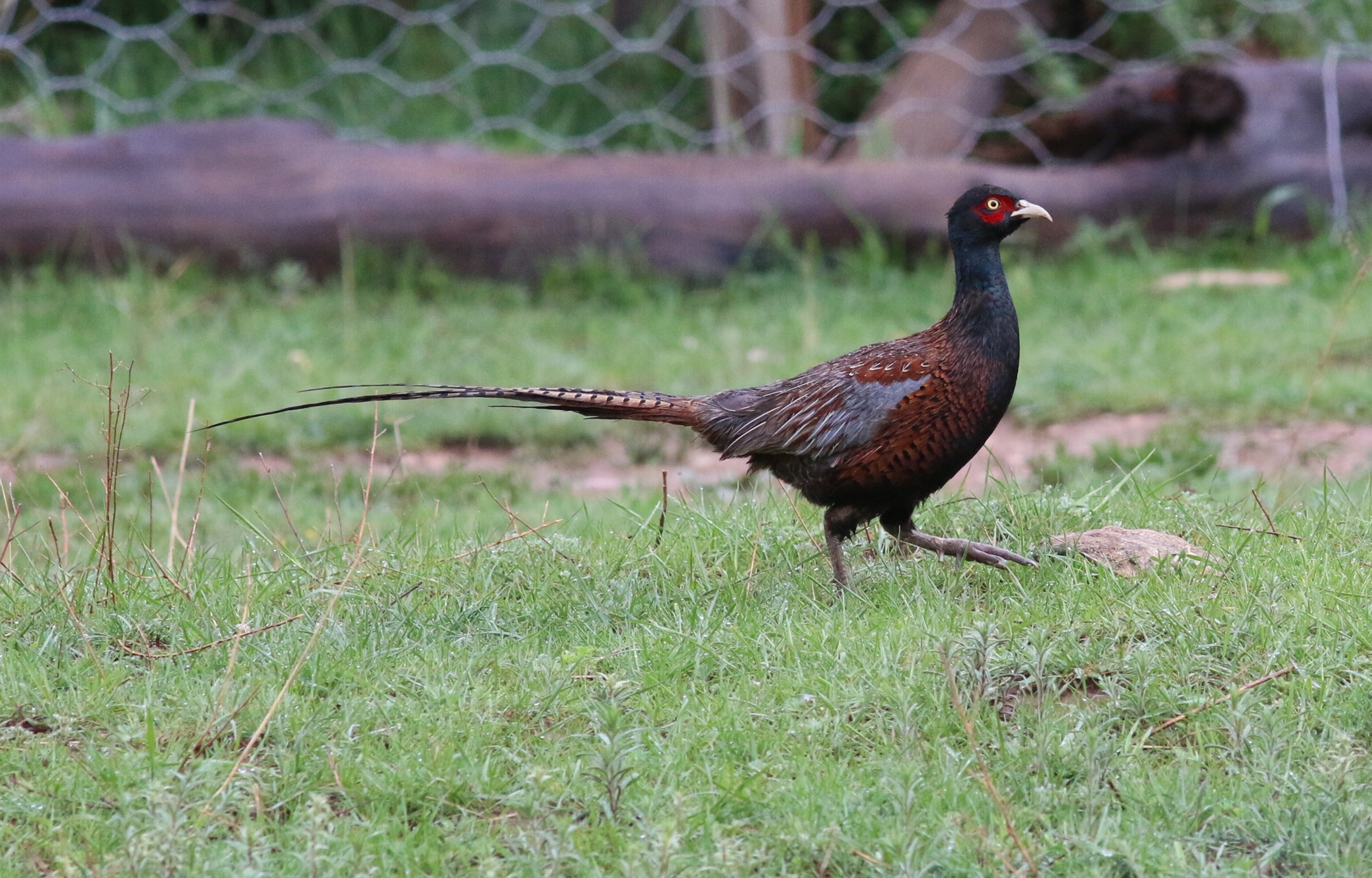 雉鸡 Common Pheasant © Summer Wong 王文娟