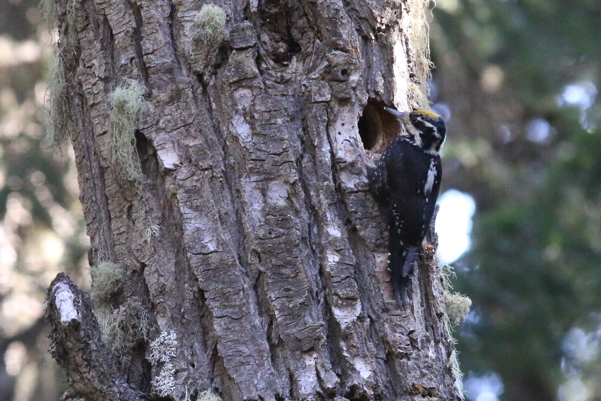 Eurasian Three-toed Woodpecker © Summer Wong