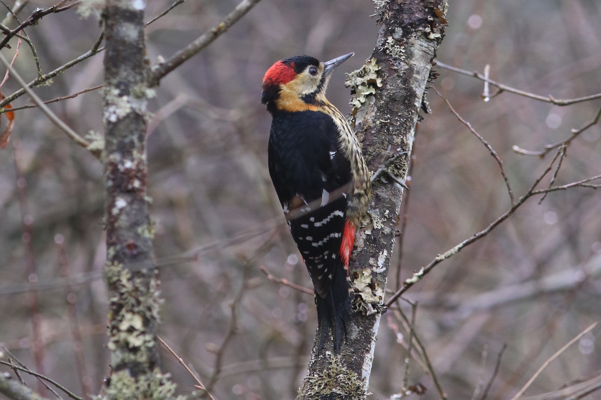 Darjeeling Woodpecker © Summer Wong