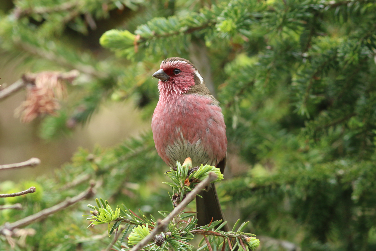 Chinese White-browed Rosefinch © Summer Wong