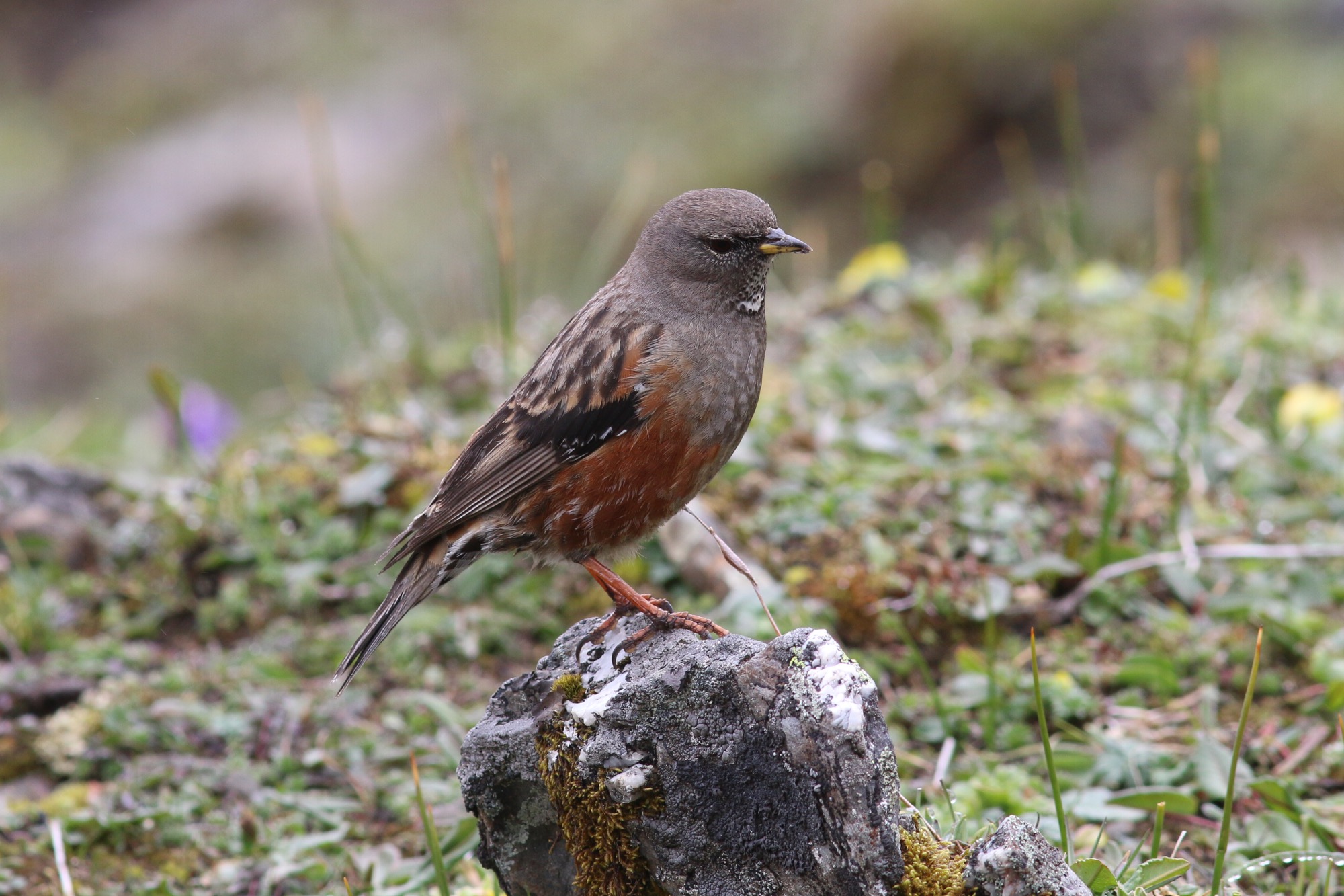 Alpine Accentor © Summer Wong