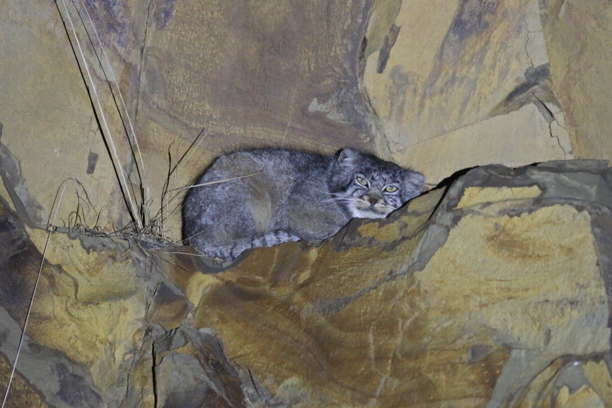 Pallas's Cat © Summer Wong