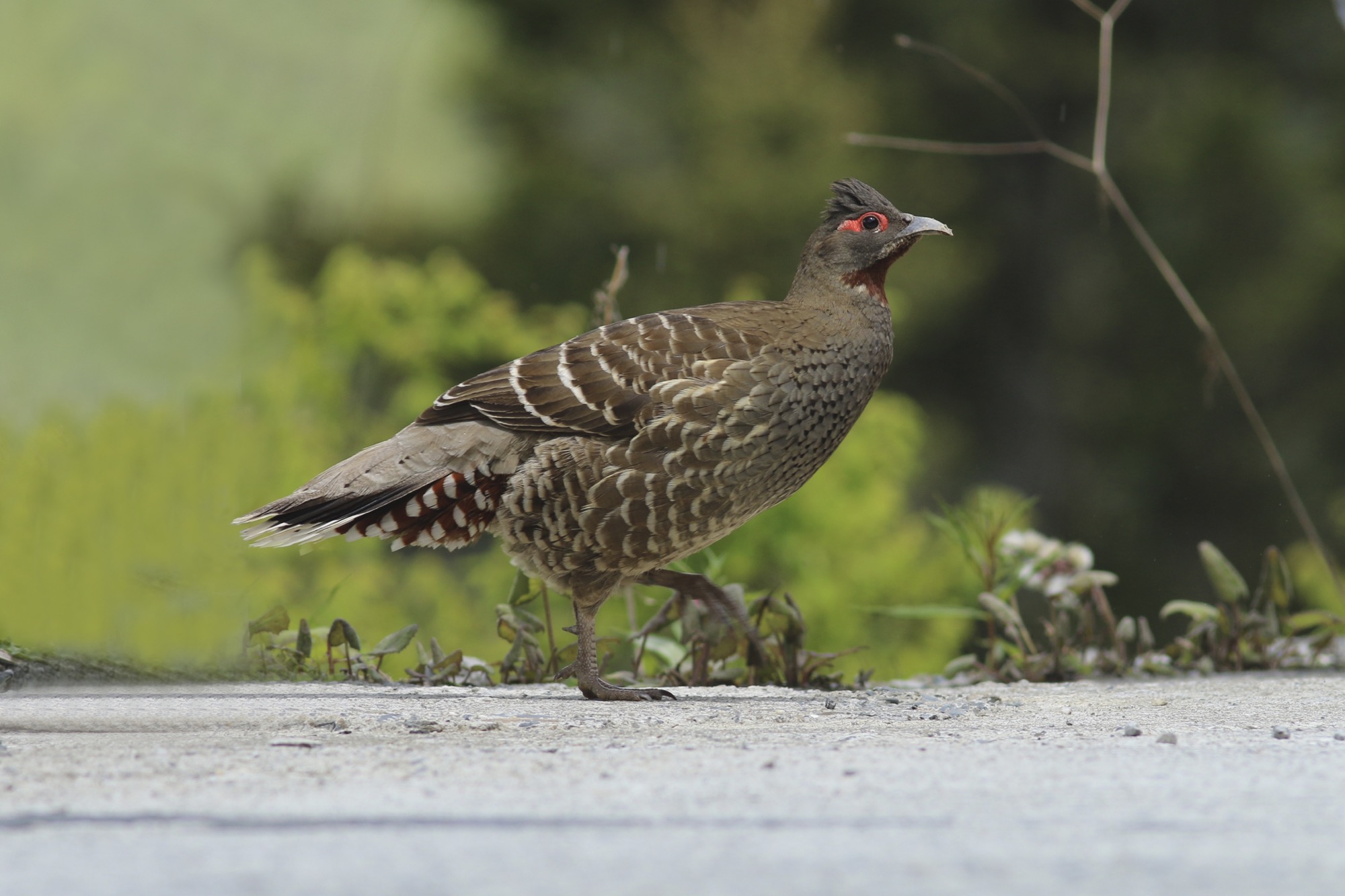 雉鹑 Verreaux’s Monal-partridge (Chestnut-throated Monal Partridge) © Summer Wong 王文娟