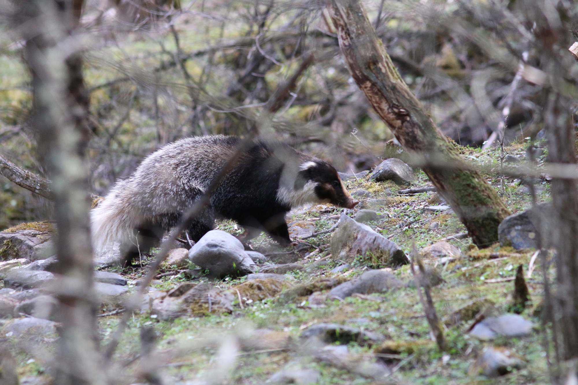 Hog Badger © Summer Wong