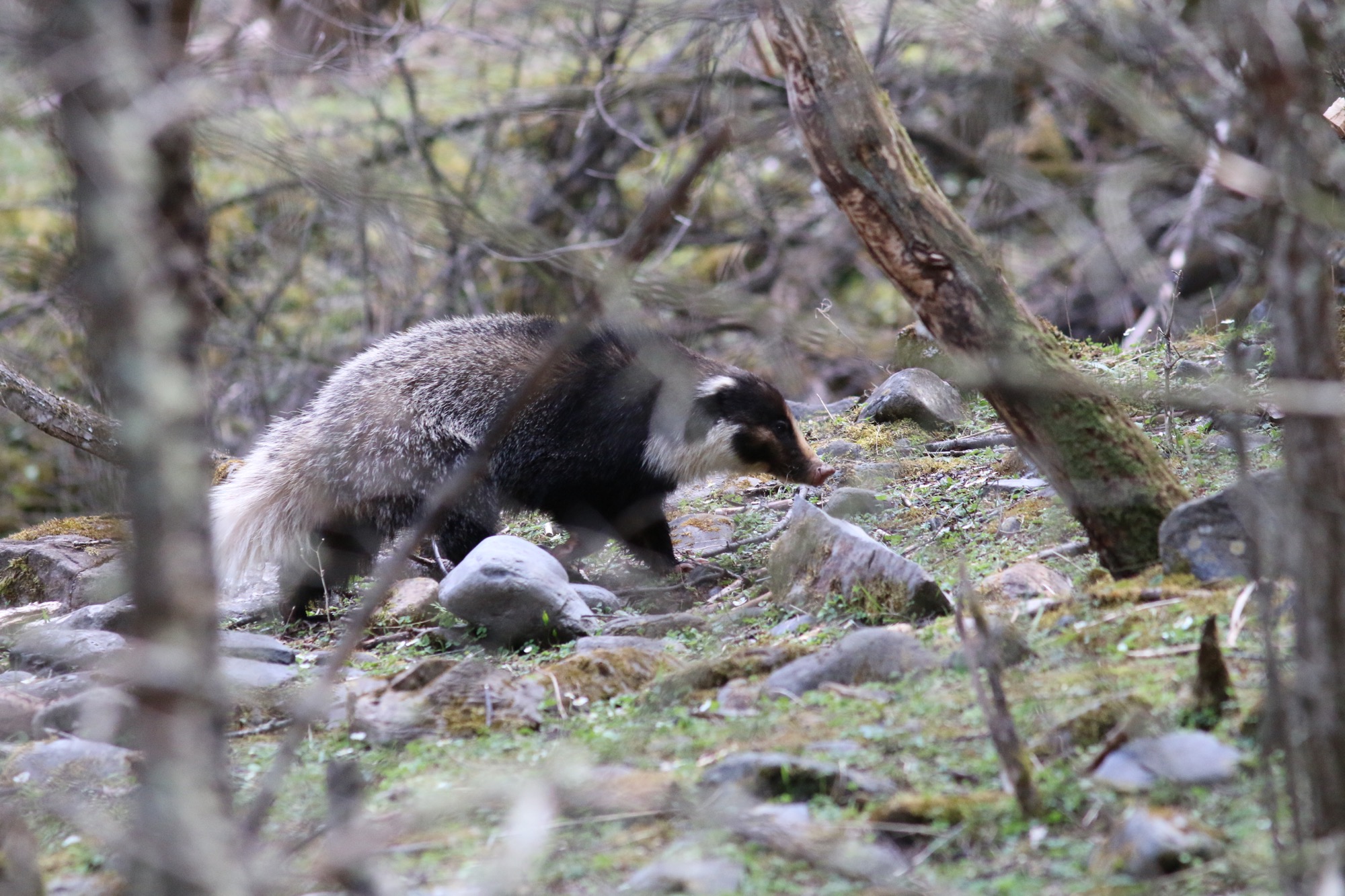 Hog Badger © Summer Wong 