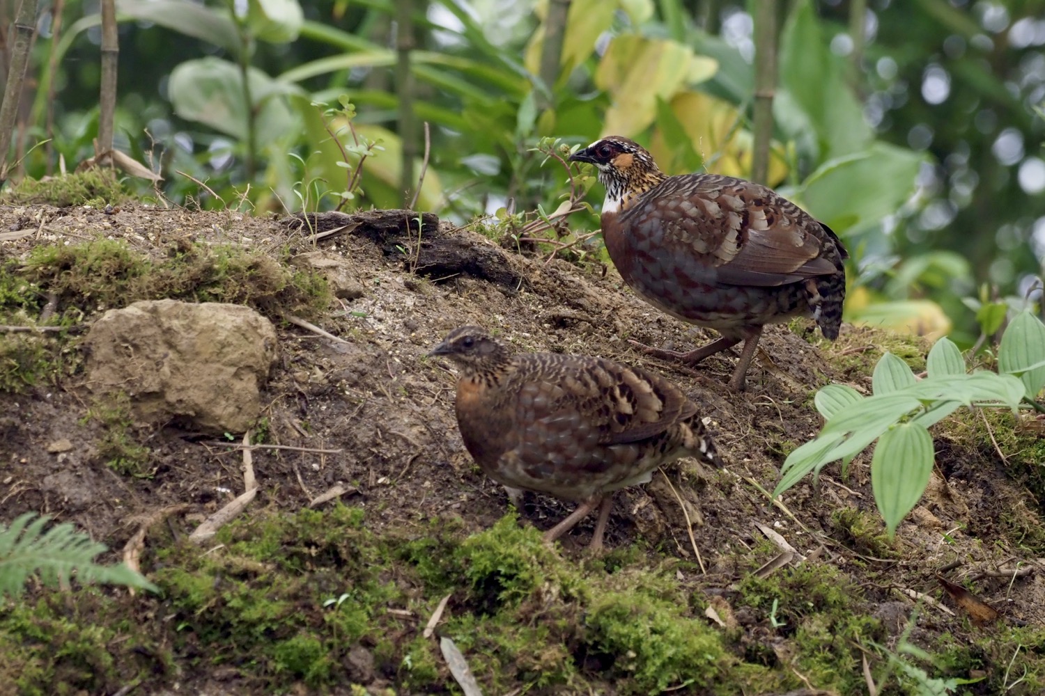 四川山鹧鸪 Sichuan Partridge © Summer Wong 王文娟