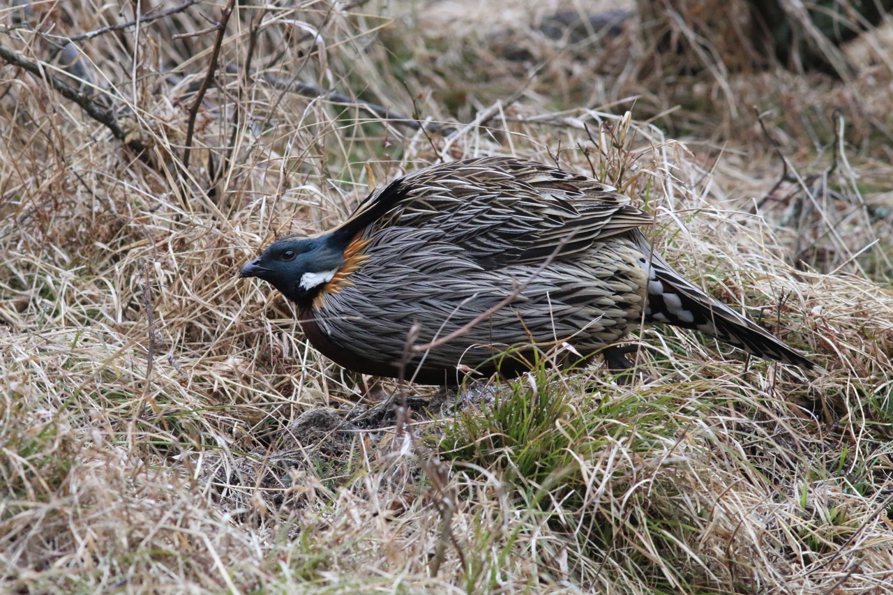 勺鸡 Koklass Pheasant © Summer Wong 王文娟