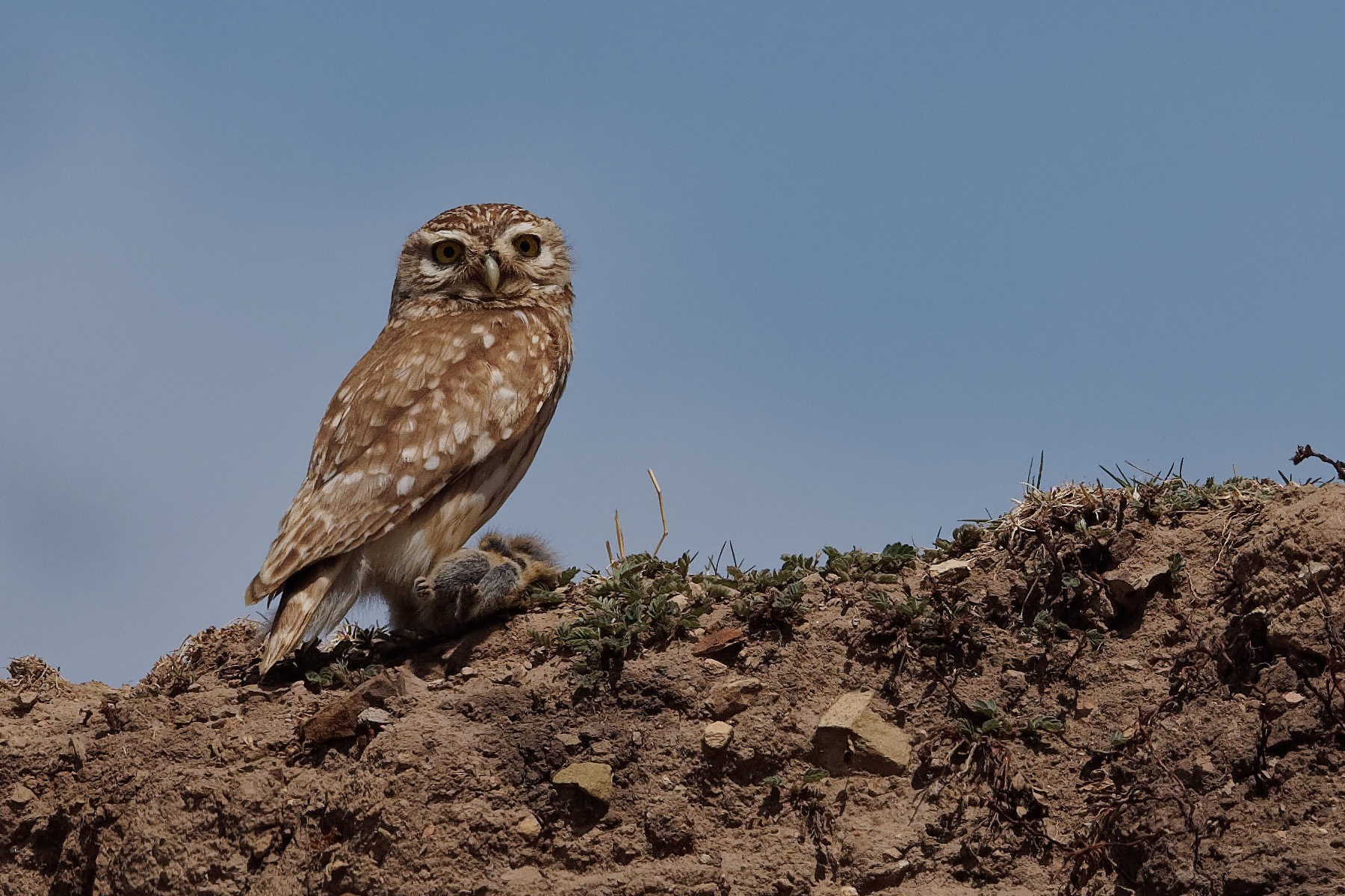 纵纹腹小鸮 Little Owl © Vincent Wang