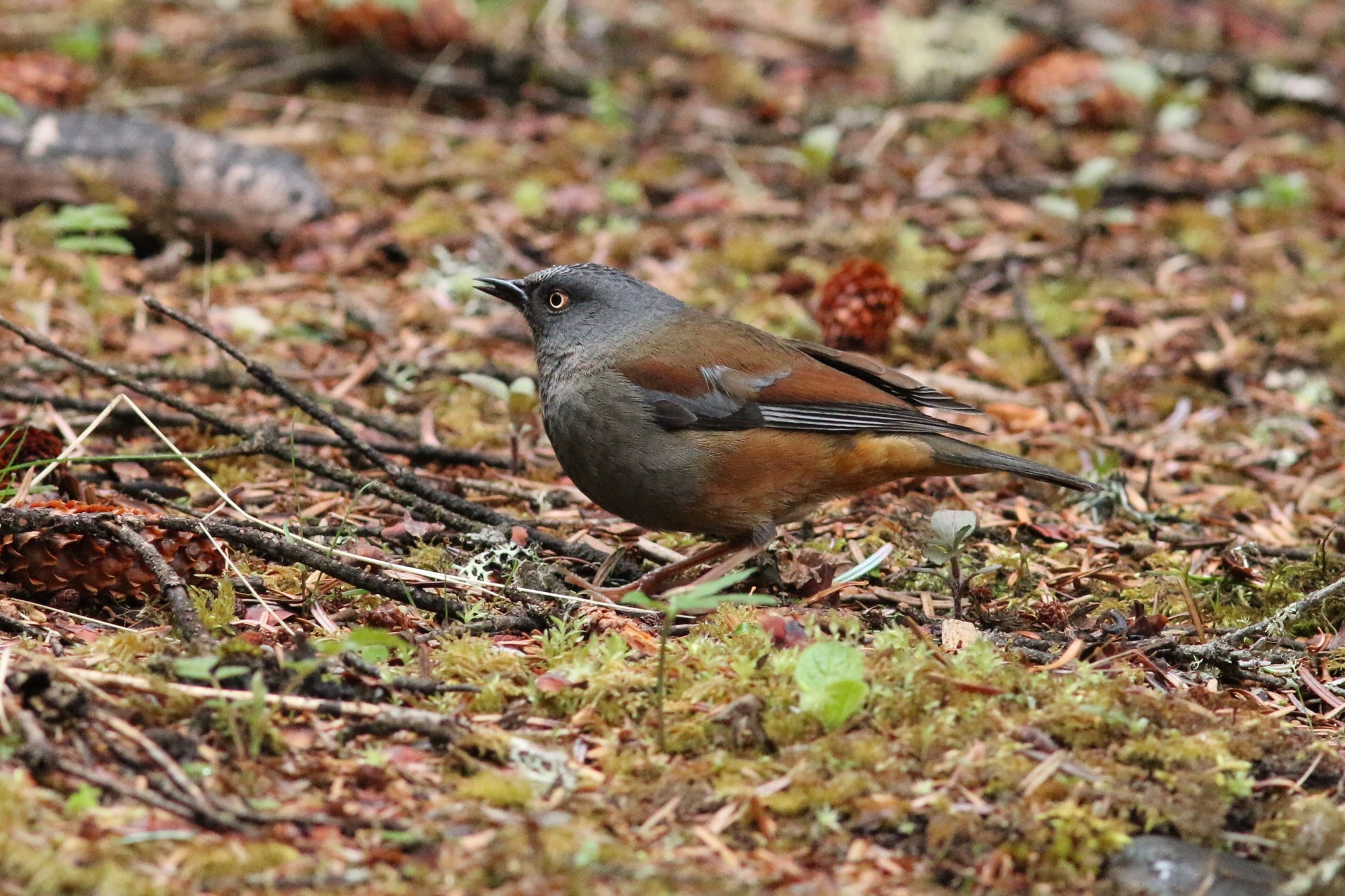 Maroon-backed Accentor © Summer Wong