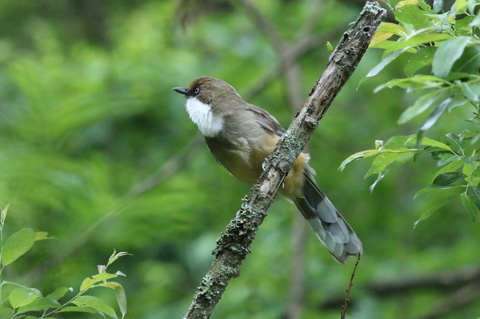 白喉噪鹛 White-throated Laughingthrush © Summer Wong 王文娟