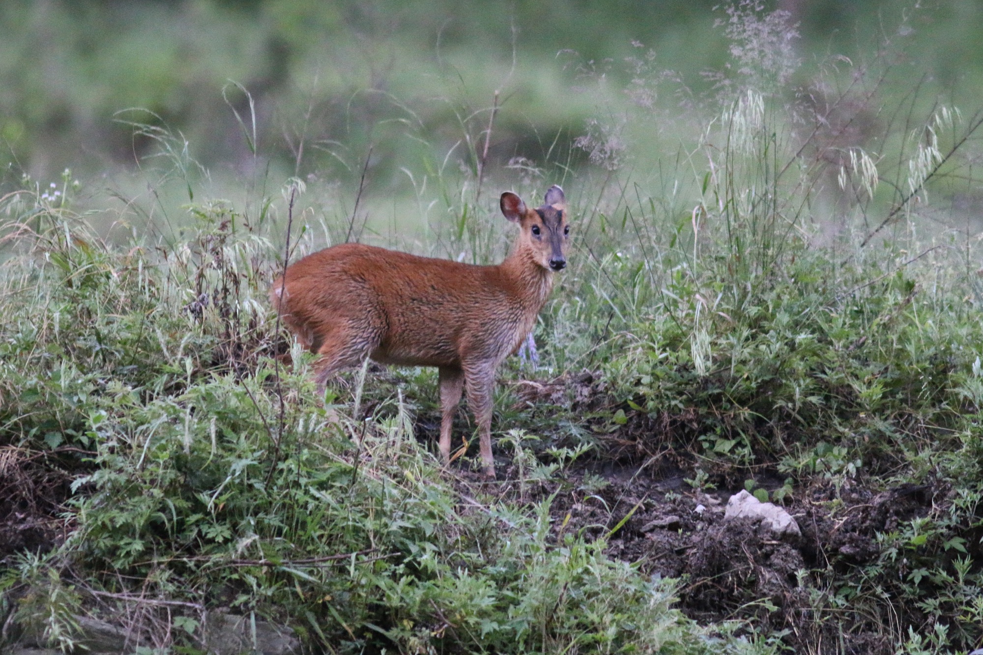 Reeve's Muntjac © Summer Wong