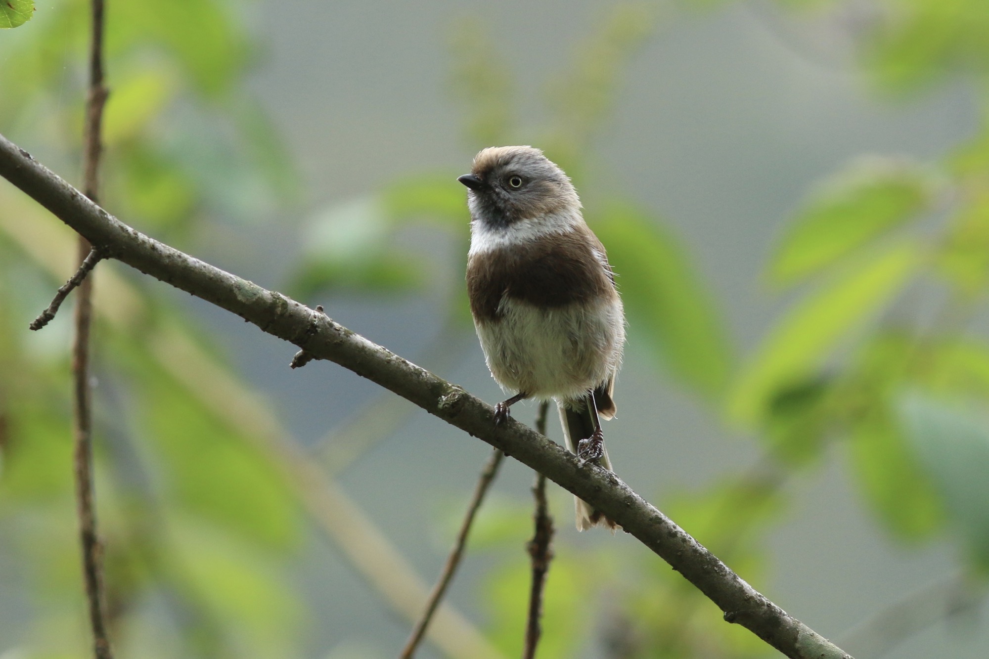 Sooty Tit © Summer Wong