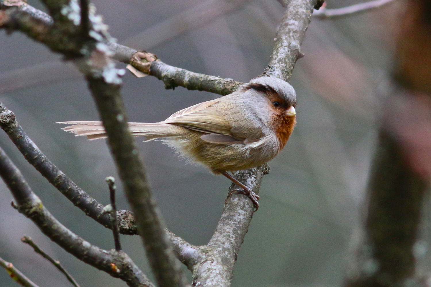 灰冠鸦雀 Przevalski's Parrotbill © Summer Wong 王文娟