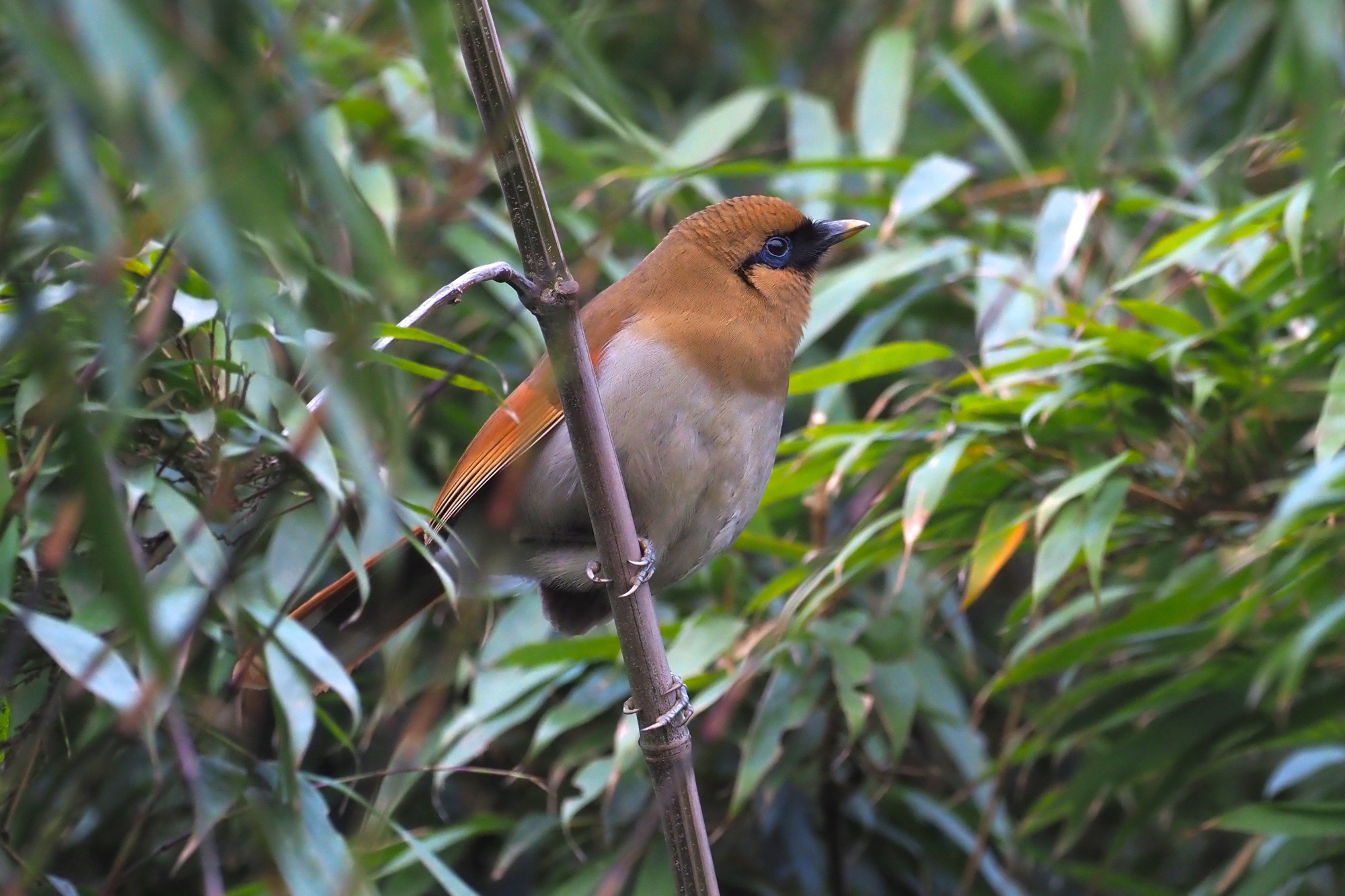 棕噪鹛 Buffy Laughingthrush © Summer Wong 王文娟