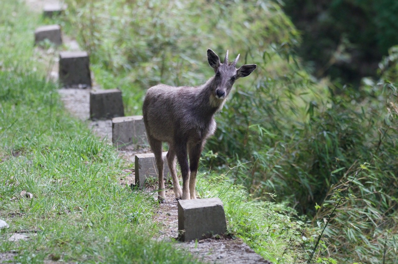 Chinese Goral © Summer Wong