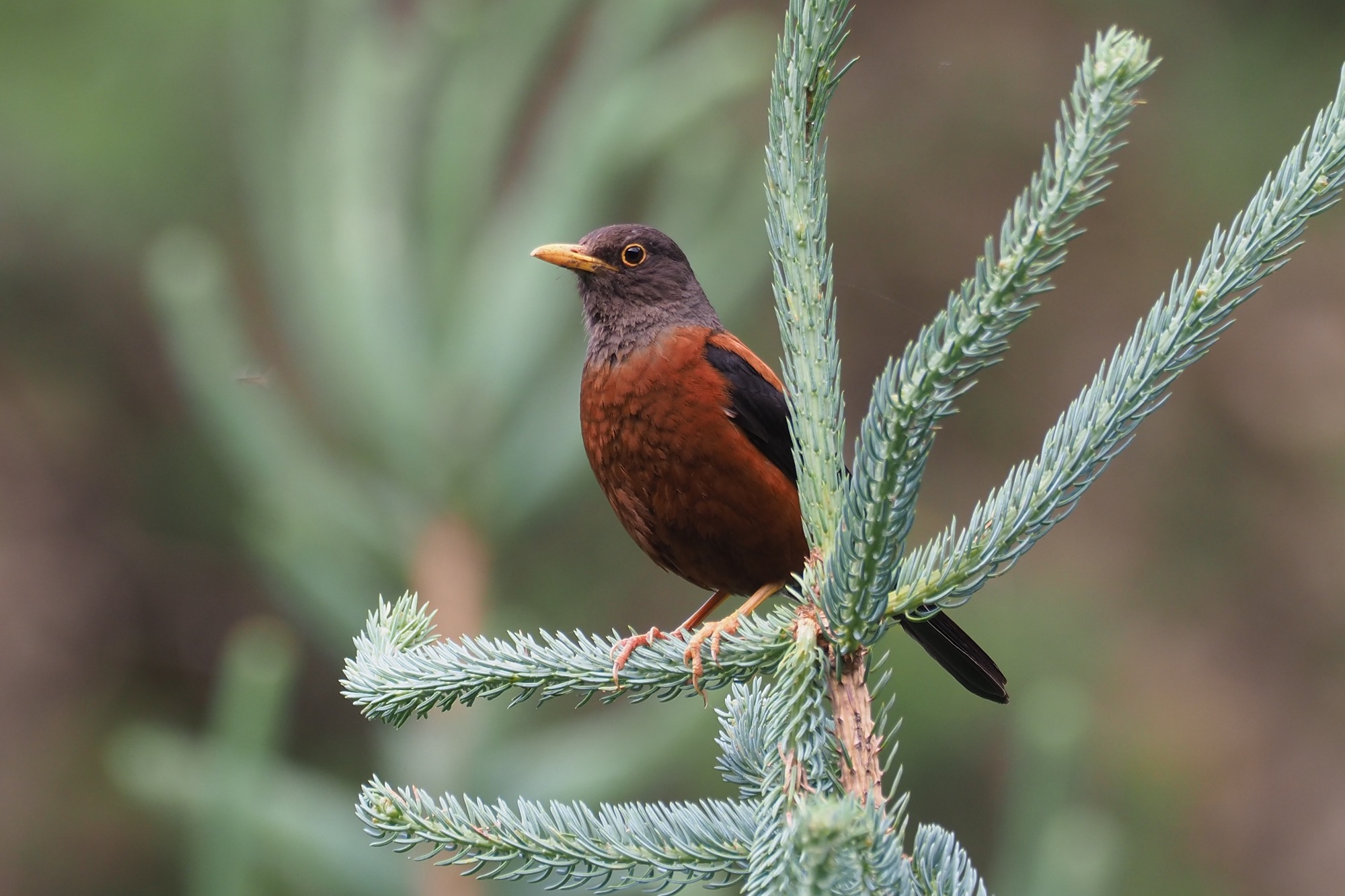 Chestnut Thrush © Summer Wong