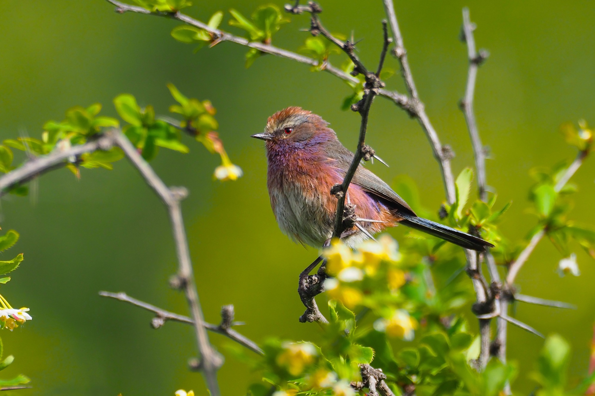 White-browed Tit Warbler © Summer Wong