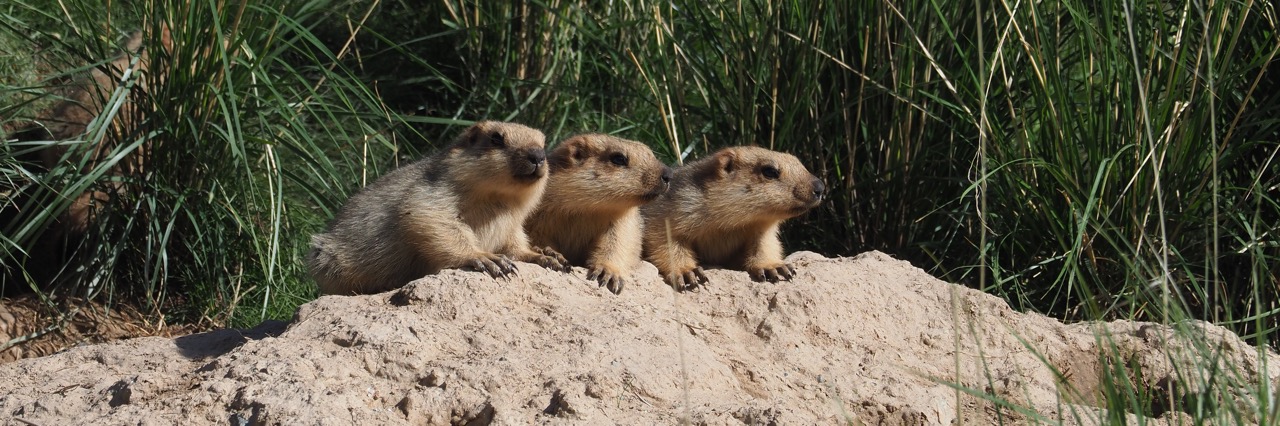 Himalayan Marmot © Summer Wong