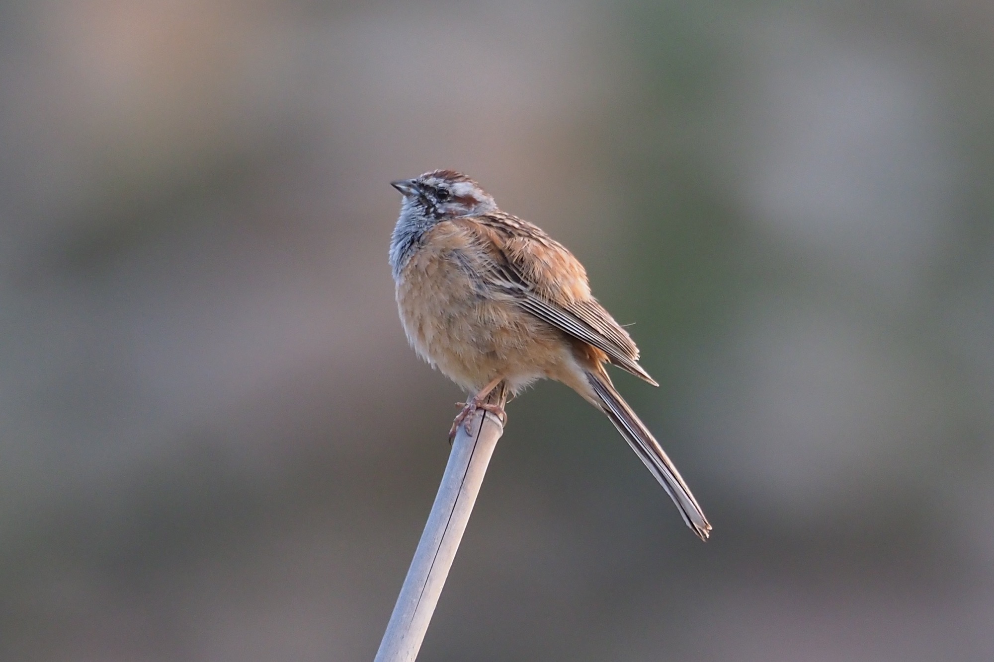 Godlewski's Bunting © Summer Wong