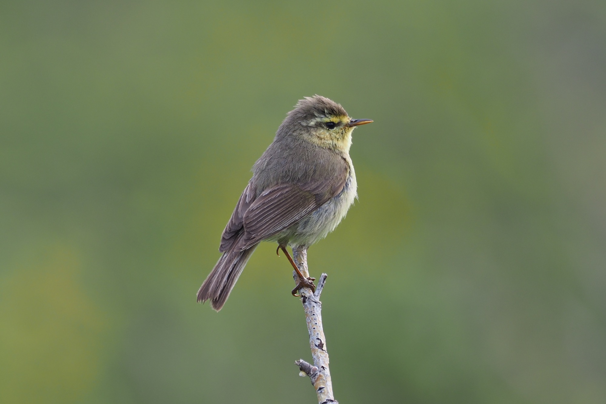 Alpine Leaf Warbler © Summer Wong