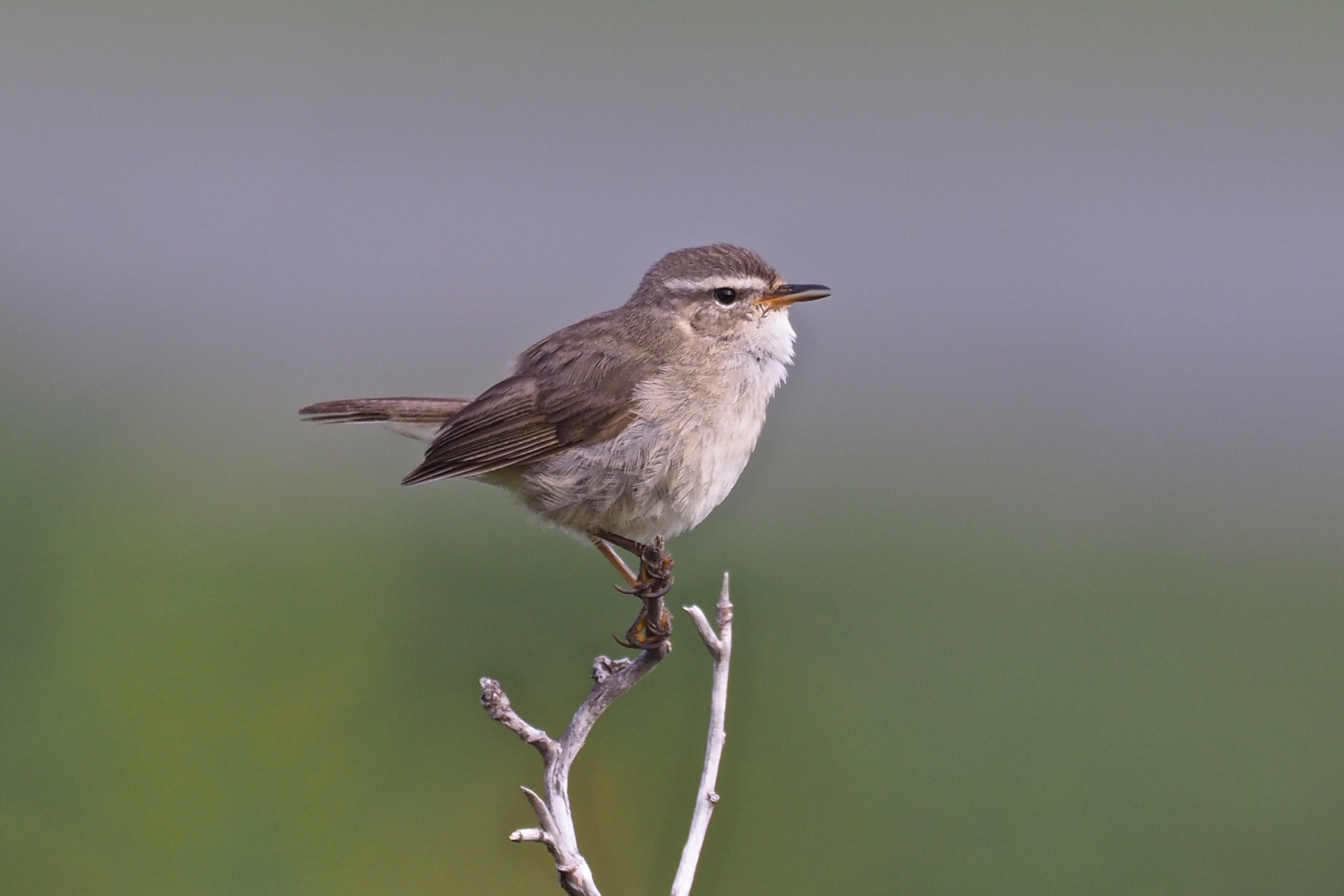 Dusky Warbler © Summer Wong