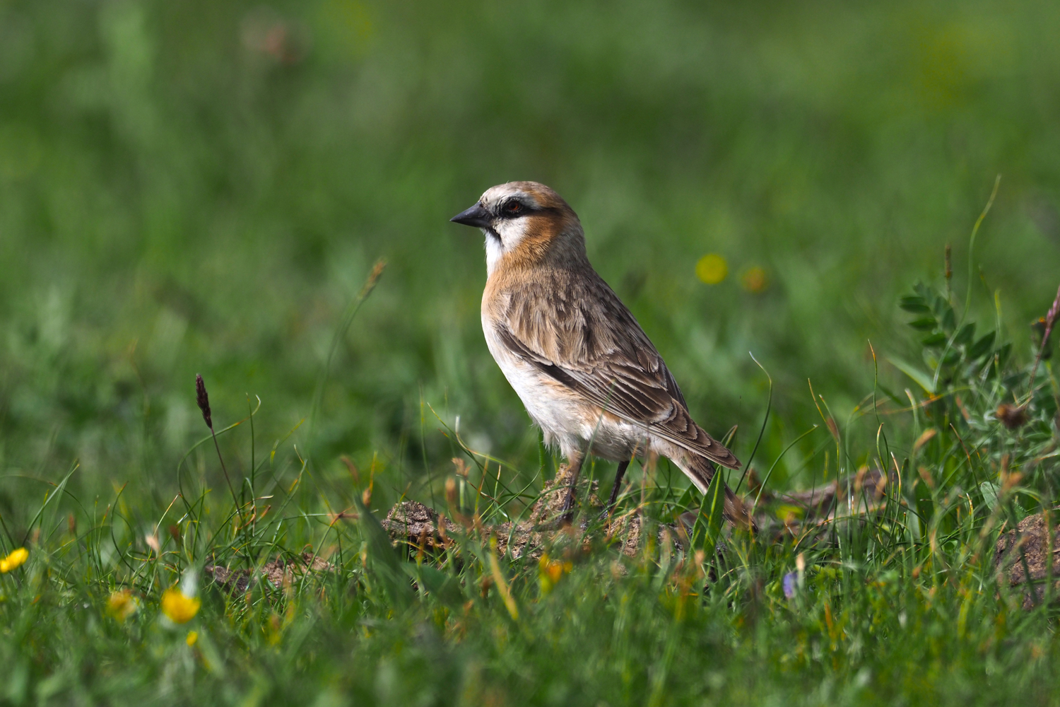 Rufous-necked Snowfinch © Summer Wong