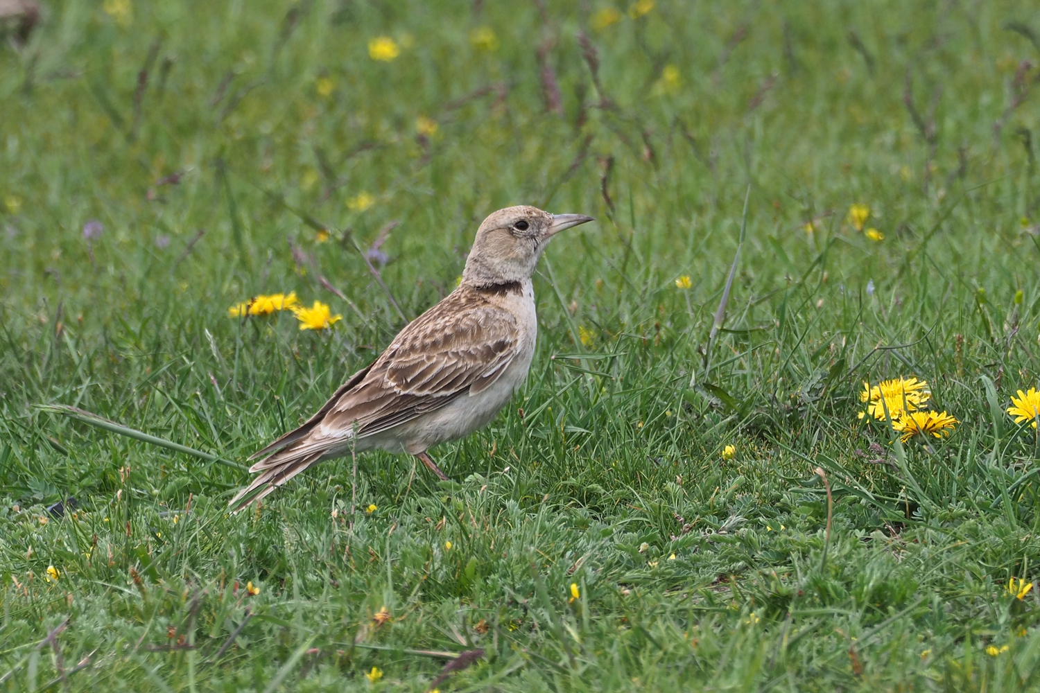 Tibetan Lark © Summer Wong