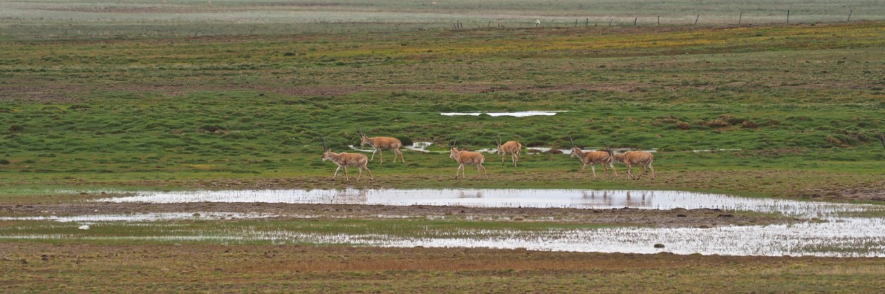 Tibetan Antelope © Summer Wong