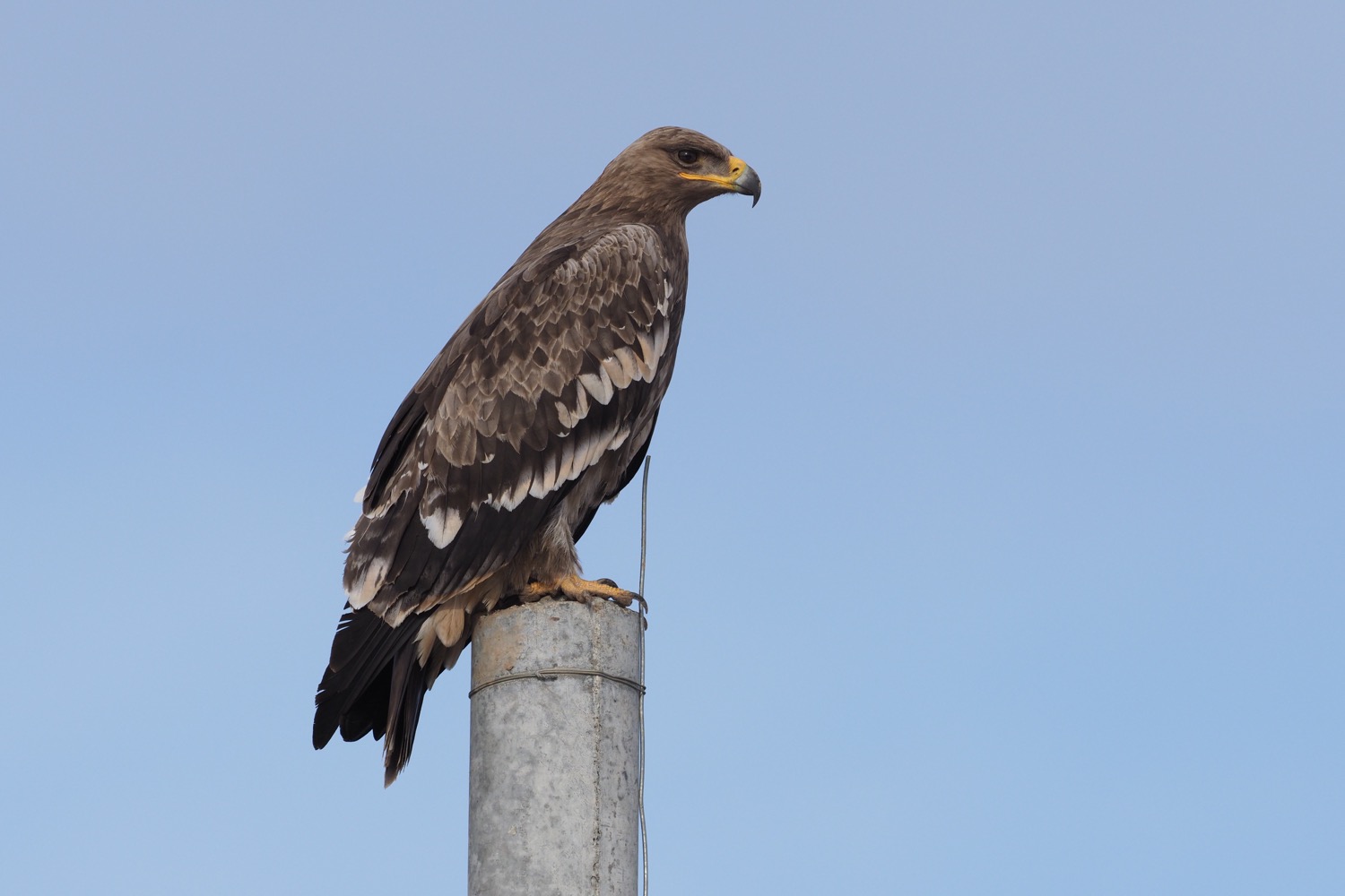 草原雕 Steppe Eagle © Summer Wong 王文娟