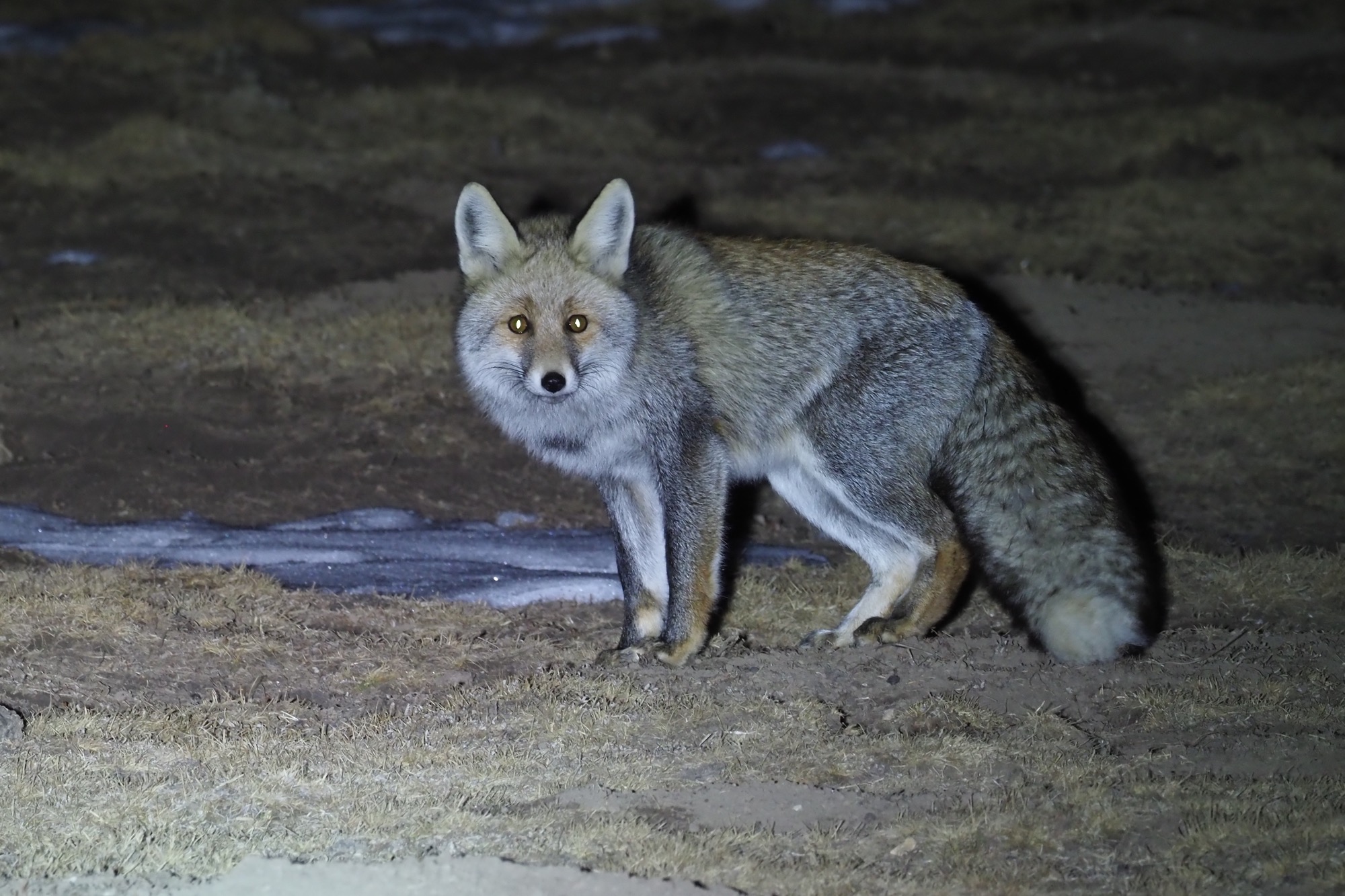 Red Fox © Summer Wong