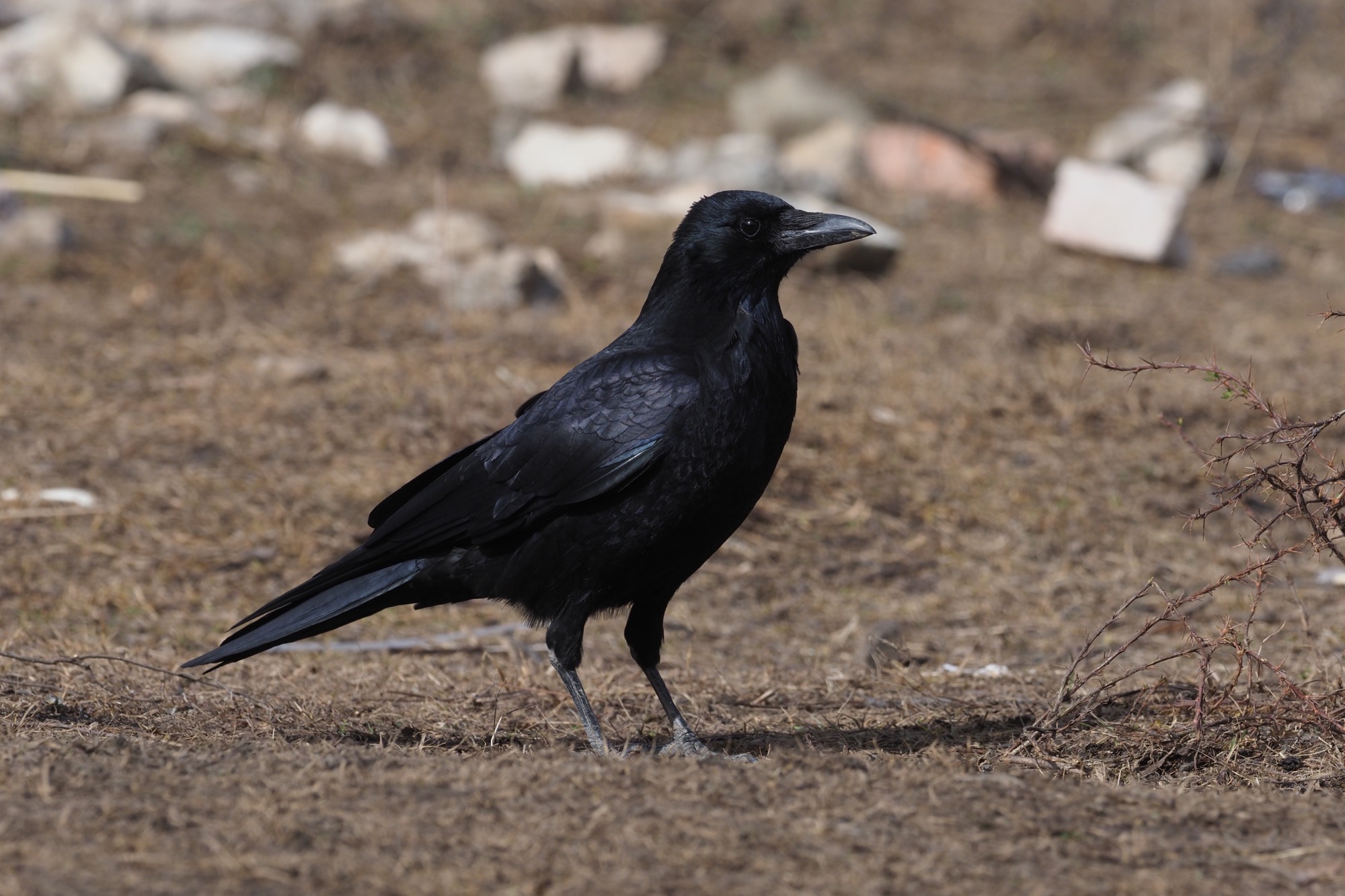 小嘴乌鸦 Carrion Crow © Summer Wong 王文娟