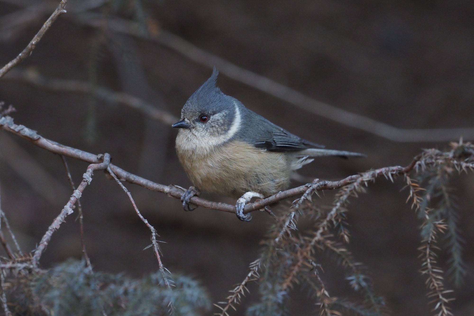 Grey-crested Tit © Summer Wong