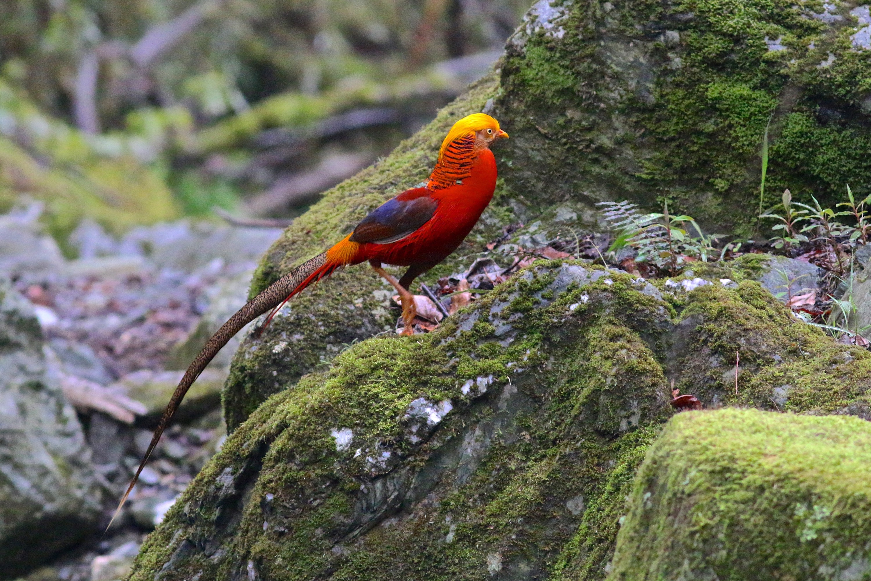 红腹锦鸡 Golden Pheasant © Summer Wong 王文娟