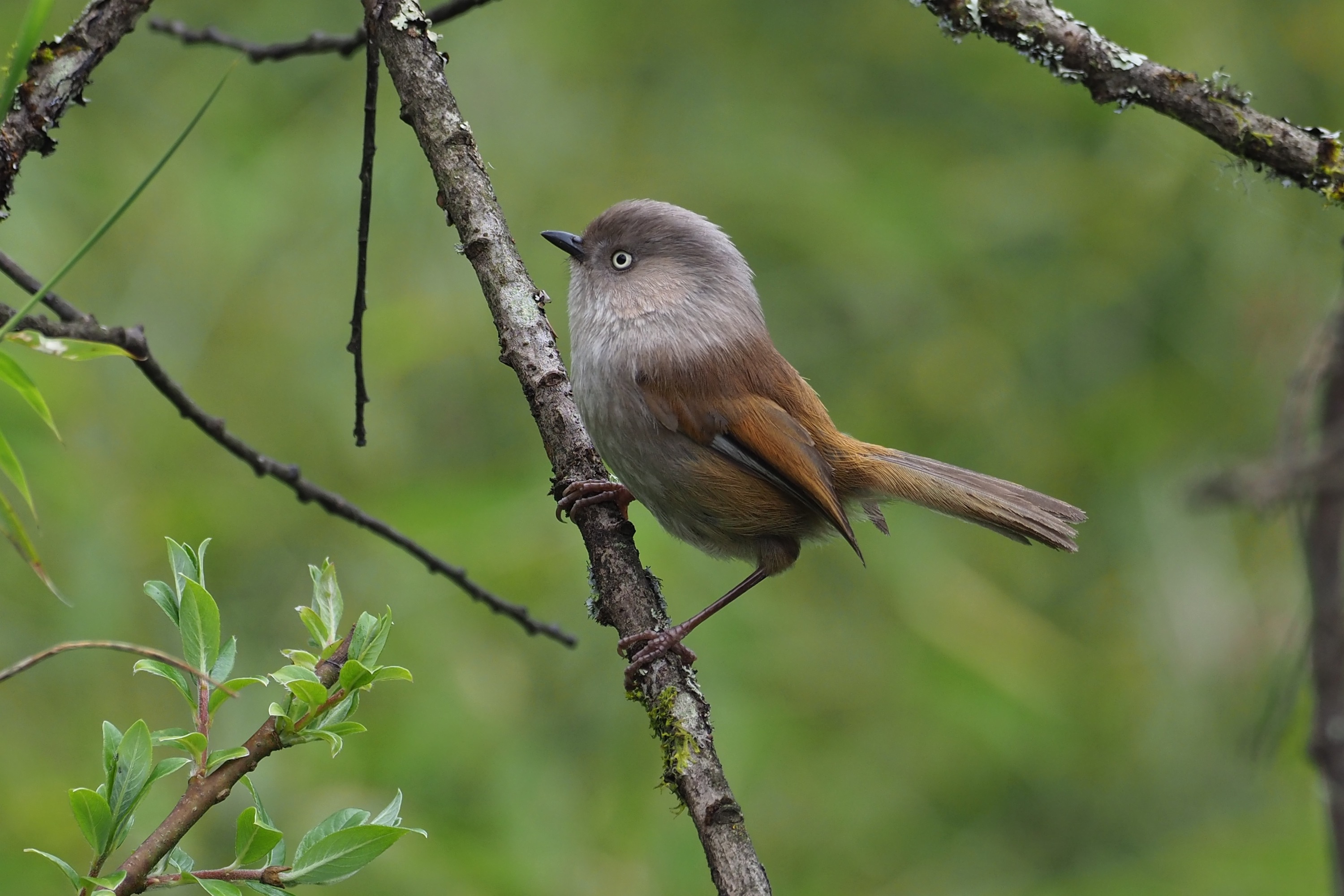 Grey-hooded Fulvetta © Summer Wong