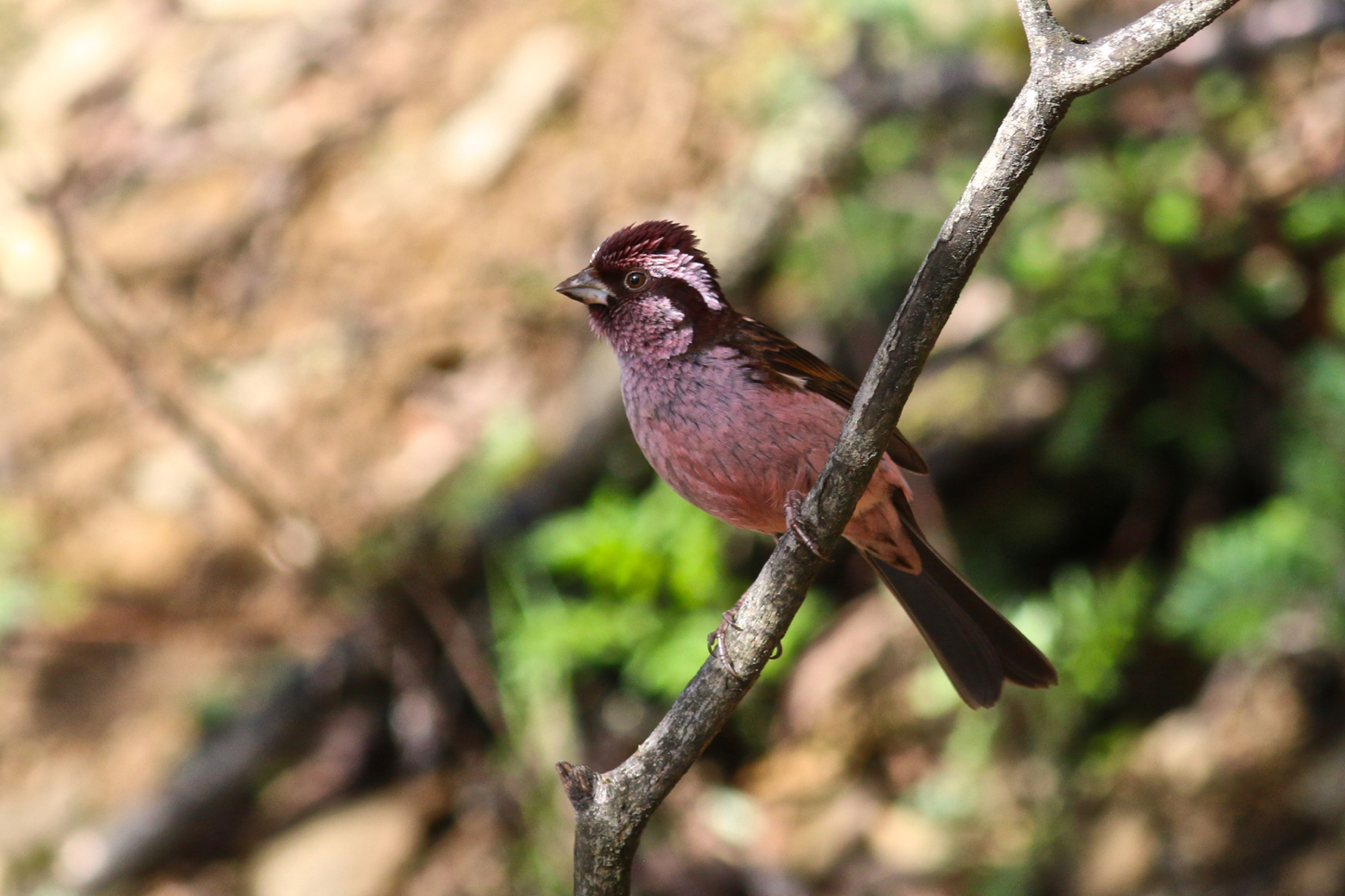 Sharpe's Rosefinch © Summer Wong