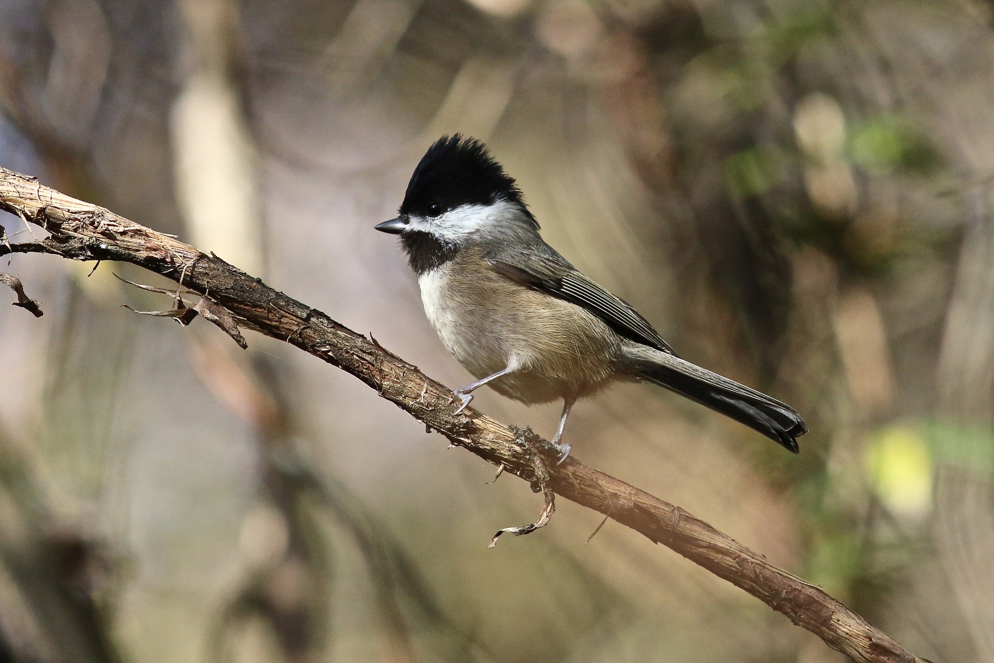 Sichuan Tit © Summer Wong