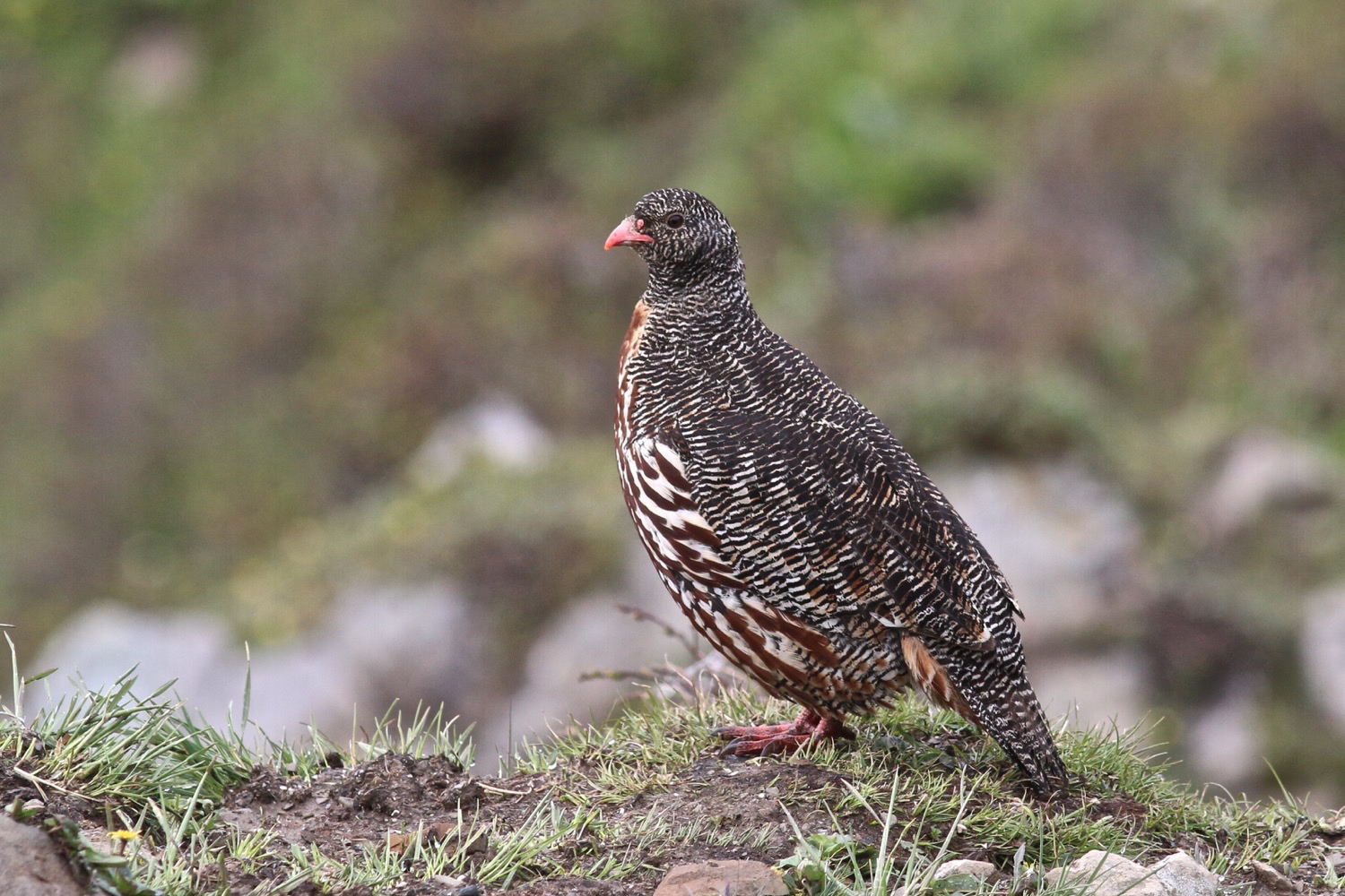 雪鹑 Snow Partridge © Summer Wong 王文娟