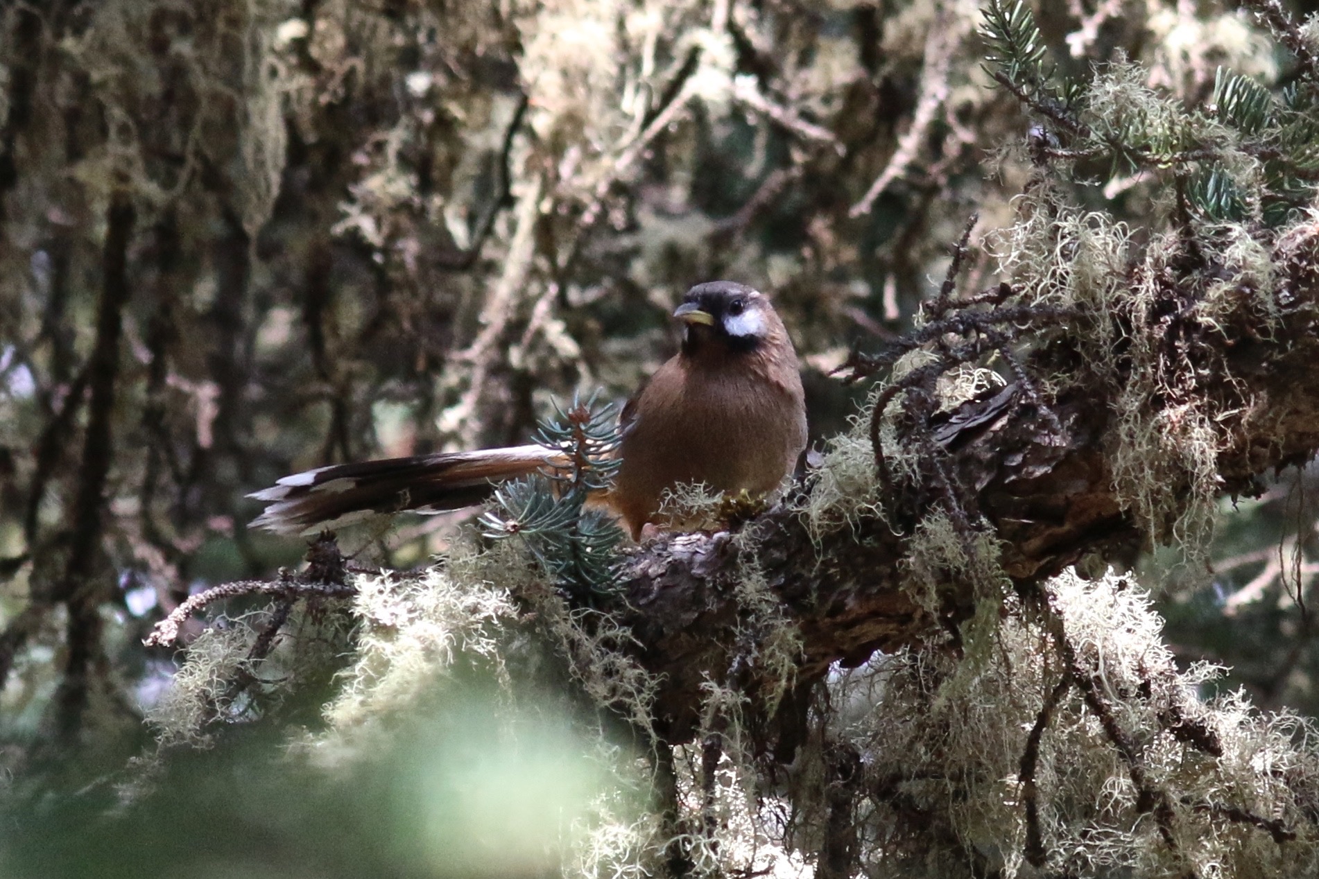 黑额山噪鹛 Snowy-cheeked Laughingthrush © Summer Wong 王文娟