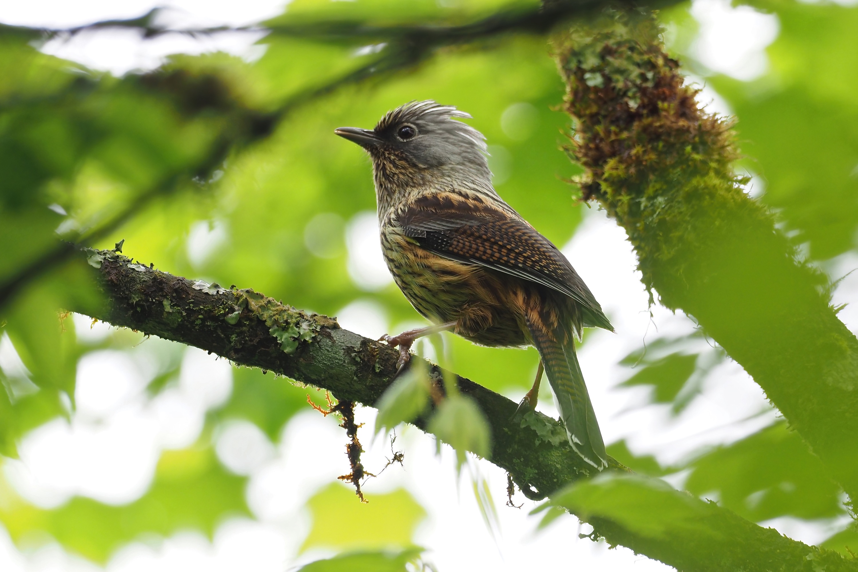 灰头斑翅鹛 Streaked Barwing © Summer Wong 王文娟