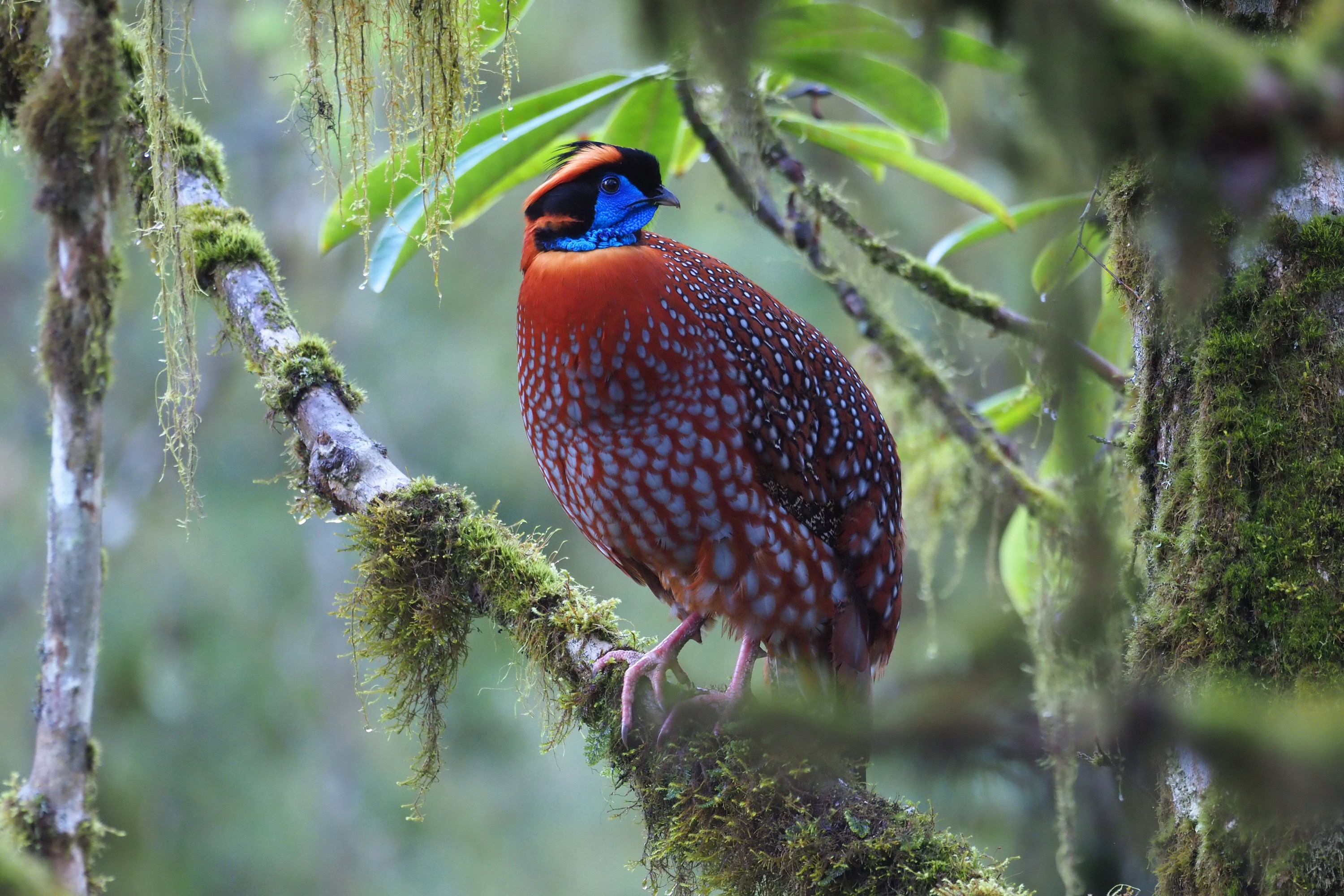 红腹角雉 Temminck's Tragopan © Summer Wong 王文娟