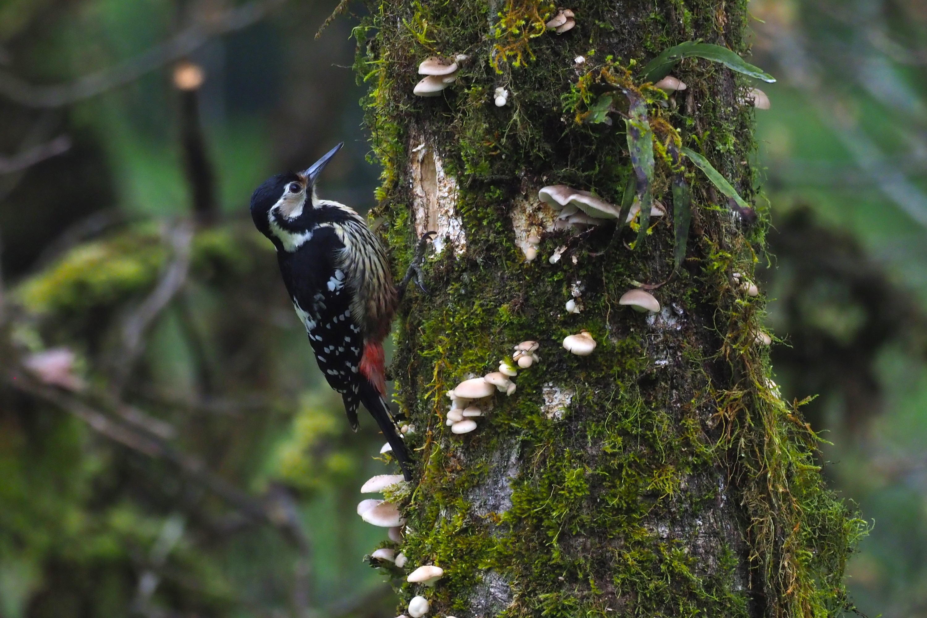 White-backed Woodpecker female © Summer Wong